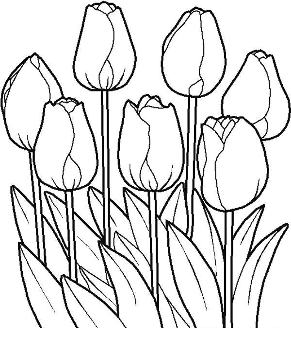Desene de colorat cu flori si plante Planse cu flori